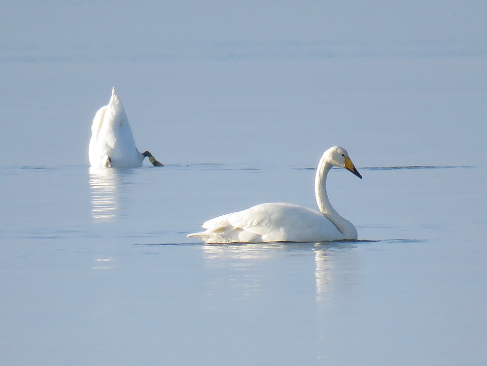 Singschwan