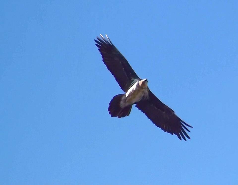 Bartgeier im Flug