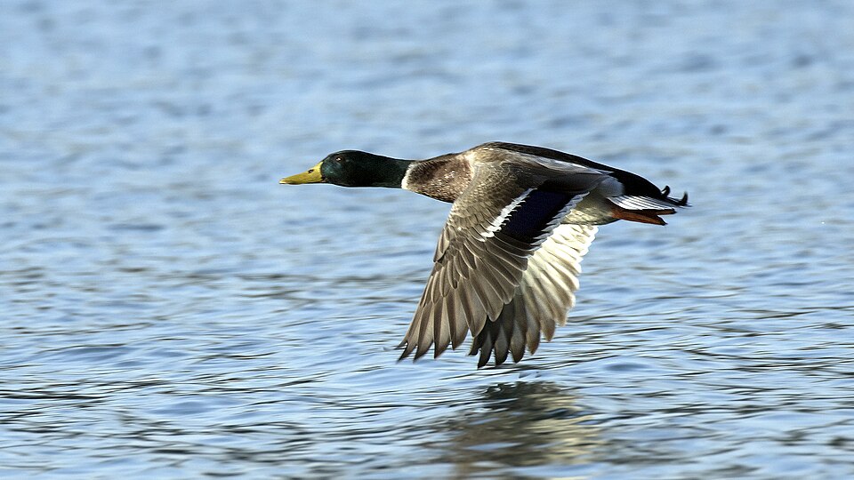 Männliche Stockente im Flug