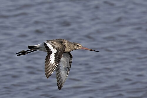 Uferschnepfe im Flug